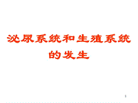 泌尿系統(tǒng)和生殖系統(tǒng)發(fā)生PPT課件