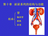 泌尿系統(tǒng)ppt課件