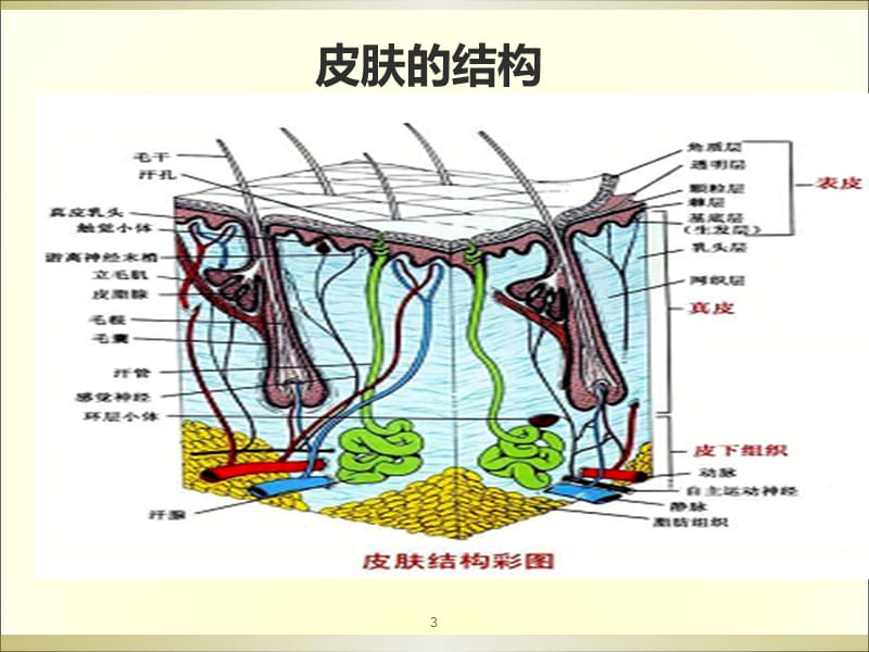 皮肤的结构与生理功能ppt课件_第3页