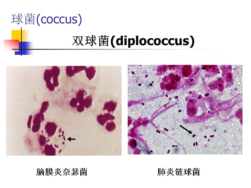 细菌形态结构特点ppt课件_第3页