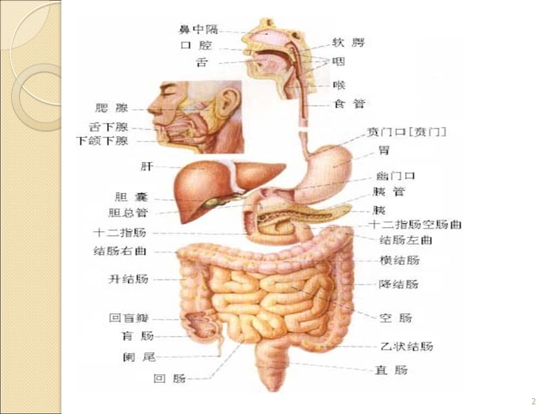 消化系统常用药PPT课件_第2页