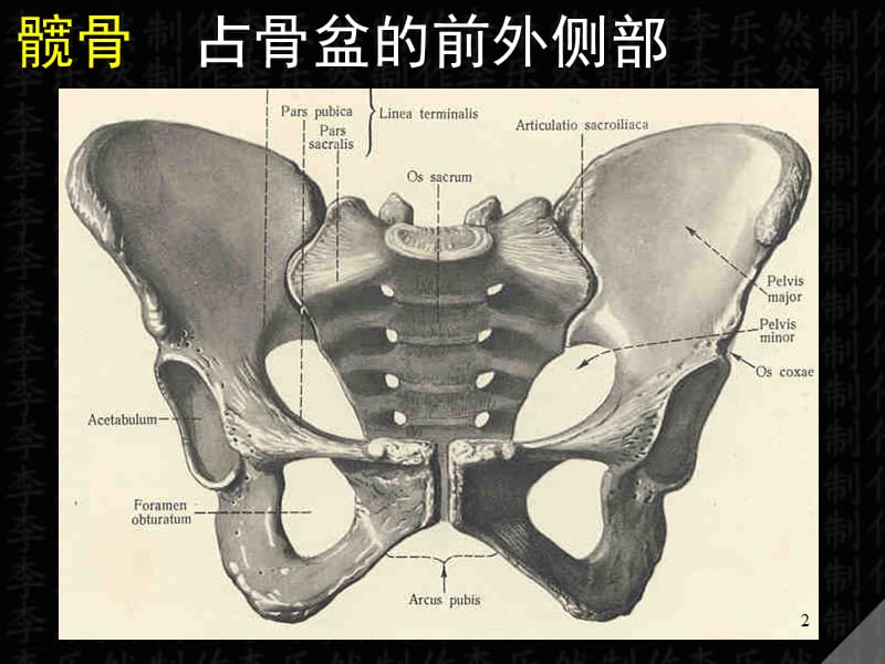 下肢骨及连接PPT课件_第2页