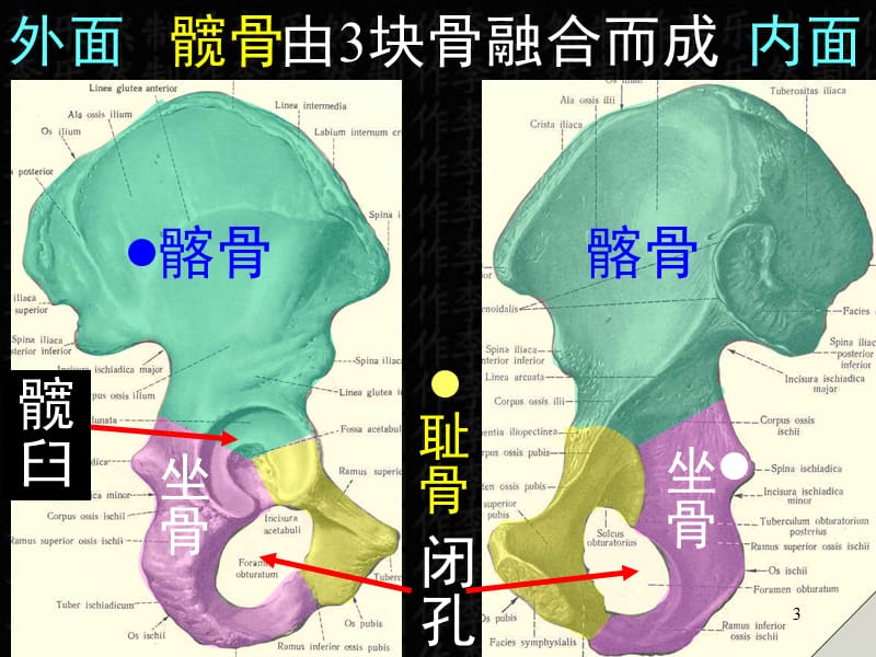 下肢骨及连接PPT课件_第3页