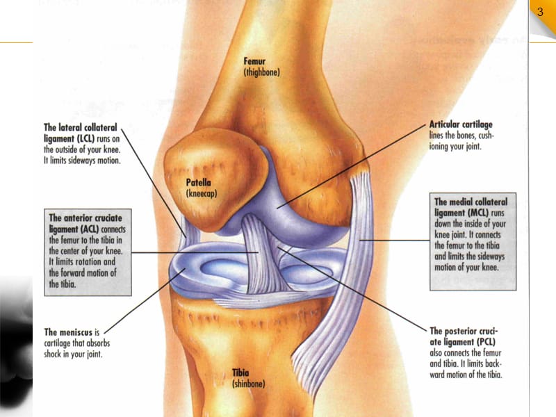 膝关节半月板及韧带的MRI诊断PPT课件_第3页