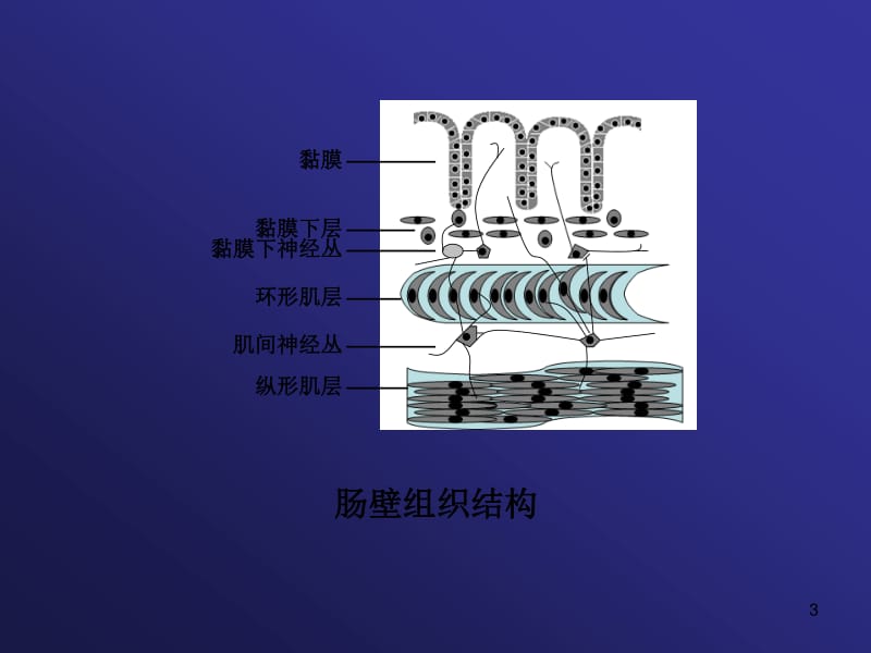 胃肠道功能障碍ppt课件_第3页