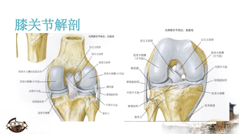 膝关节检查ppt课件_第3页