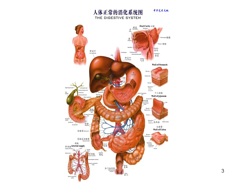 胃科常见术式及消化道重建方式PPT课件_第3页