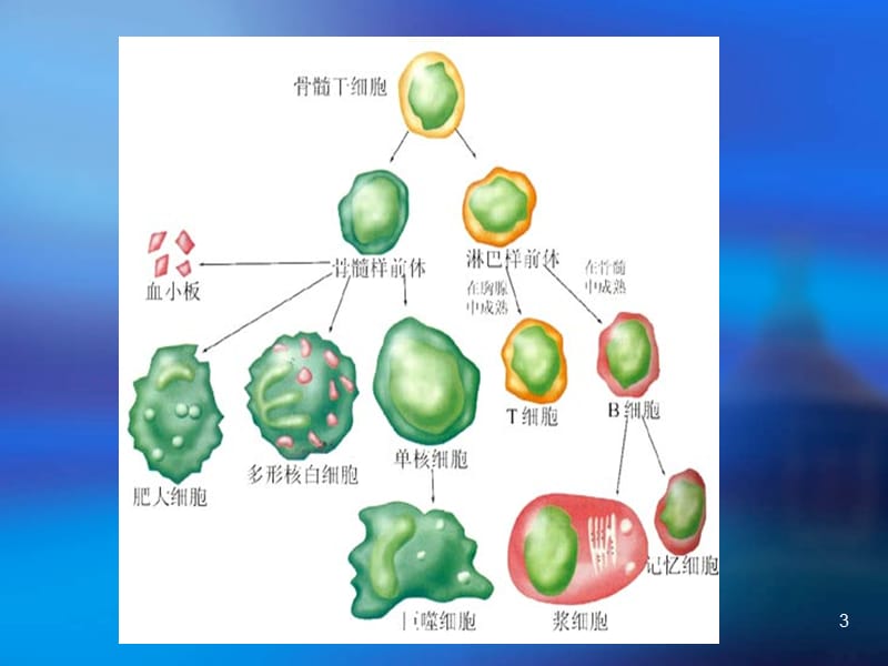 微生物医学人体免疫PPT课件_第3页