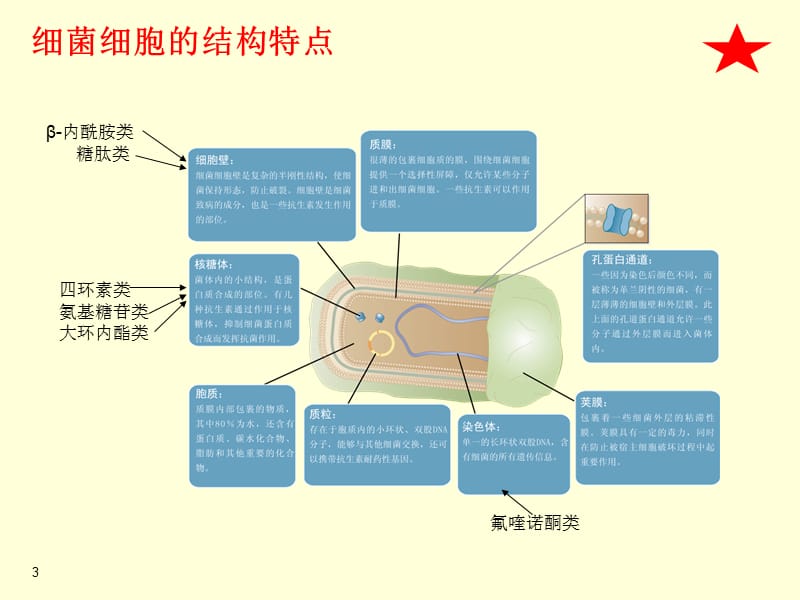 微生物学和抗生素基础知识ppt课件_第3页