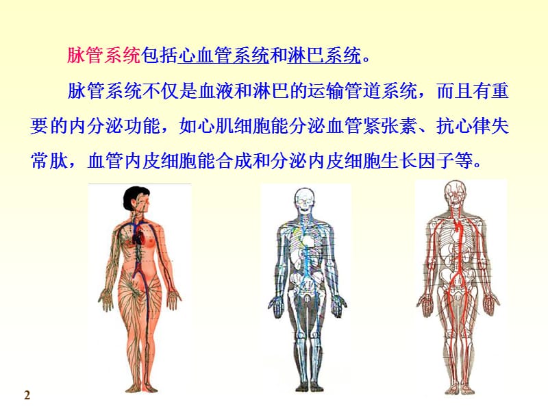 系统解剖学PPT课件_第2页