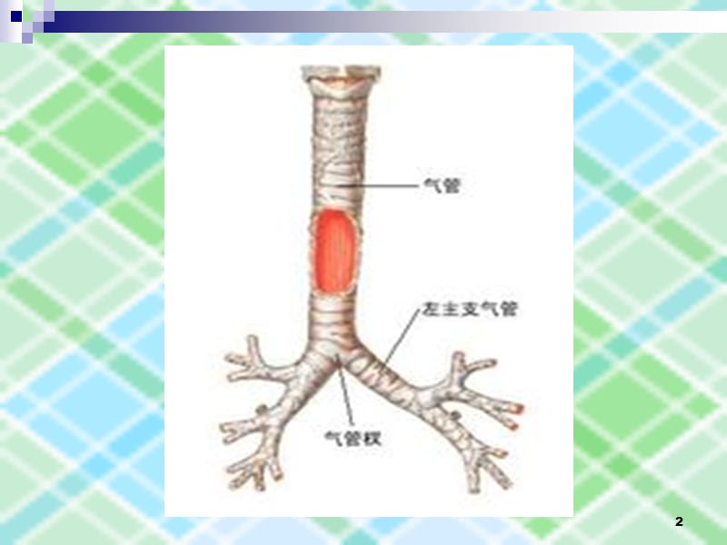 小儿急性支气管炎PPT课件_第2页