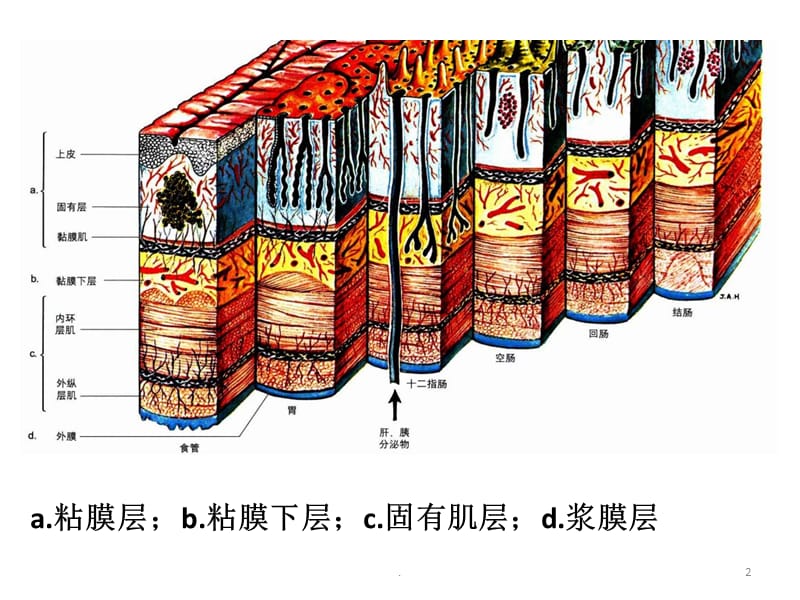 特殊类型乳腺癌PPT演示课件_第2页