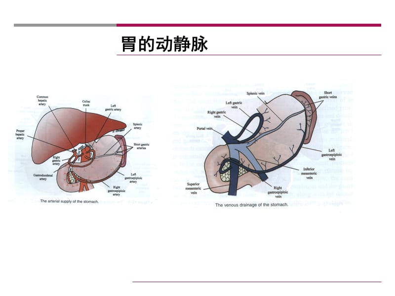 中西医结合治疗胃癌PPT演示课件_第3页