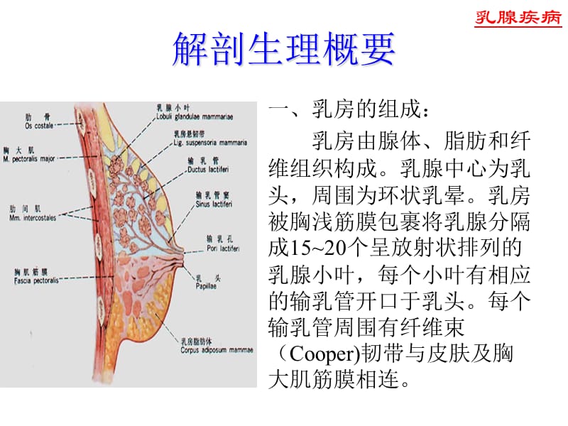 乳腺病新进展PPT演示课件_第2页