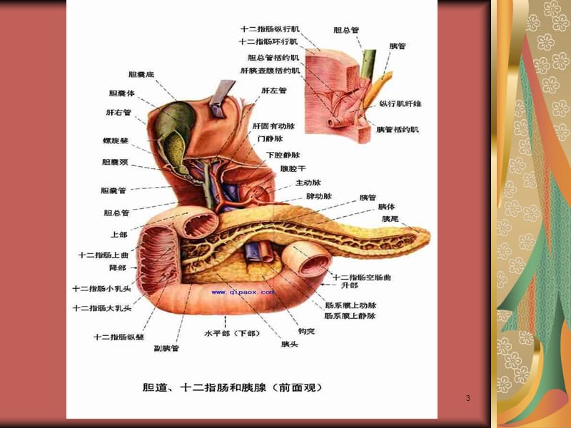 急性胰腺炎的护理医学PPT_第3页