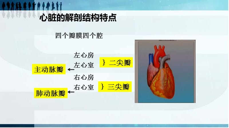 心脏及血管评估PPT演示课件_第3页