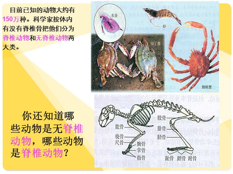 腔肠动物和扁形动物PPT演示课件_第2页