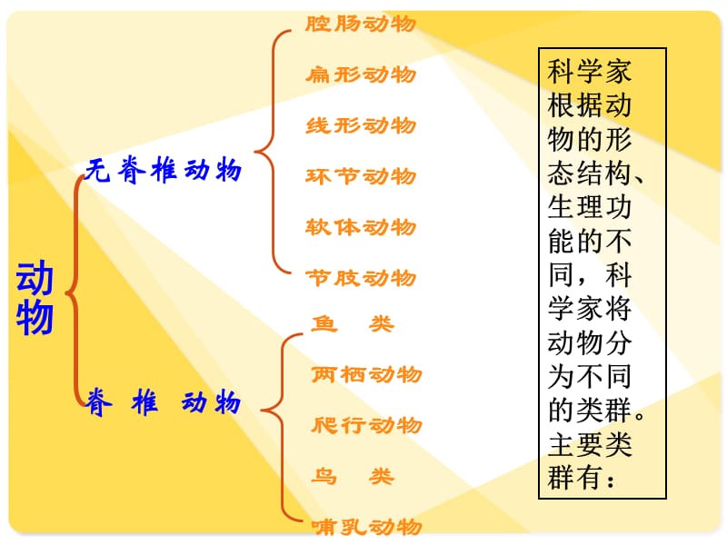 腔肠动物和扁形动物PPT演示课件_第3页