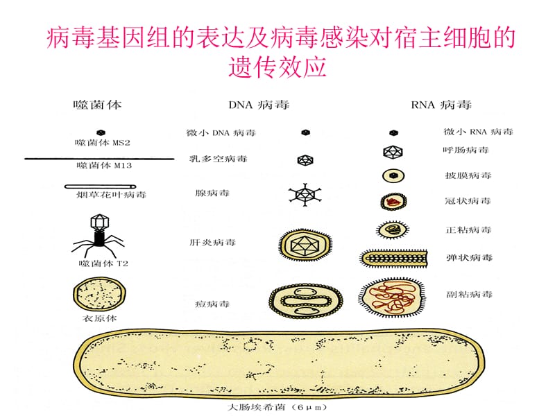 病毒基因组的表达及病毒感染对宿主细胞PPT演示课件_第1页