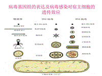 病毒基因組的表達(dá)及病毒感染對(duì)宿主細(xì)胞PPT演示課件