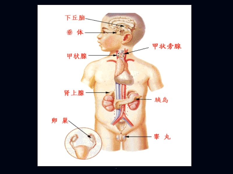 肾上腺皮质激素药物PPT演示课件_第3页