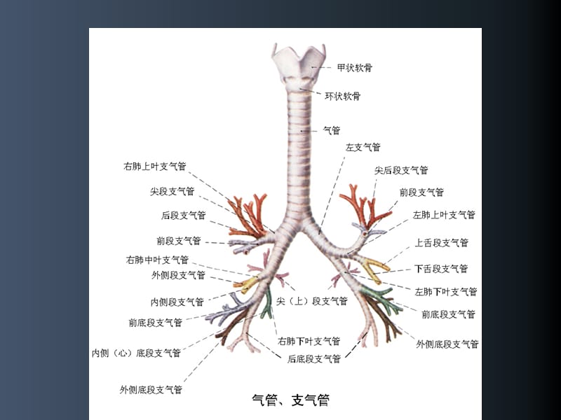 支气管哮喘的护理PPT演示课件_第3页