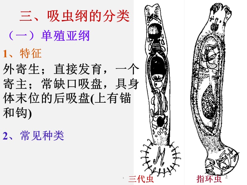 扁形动物PPT演示课件_第3页