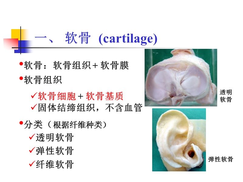 组织学：软骨和骨PPT演示课件_第2页