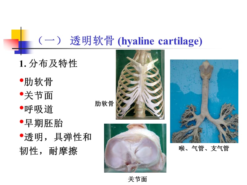 组织学：软骨和骨PPT演示课件_第3页