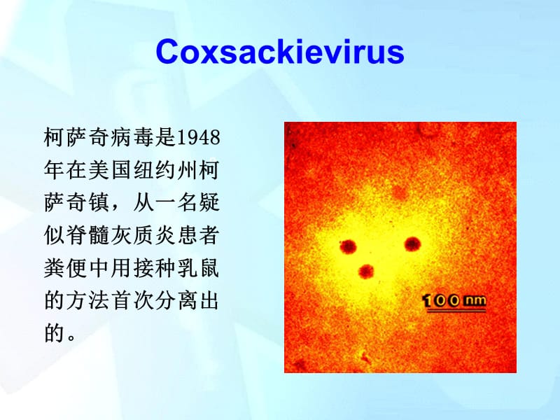 肠道病毒和轮状病毒PPT课件_第3页