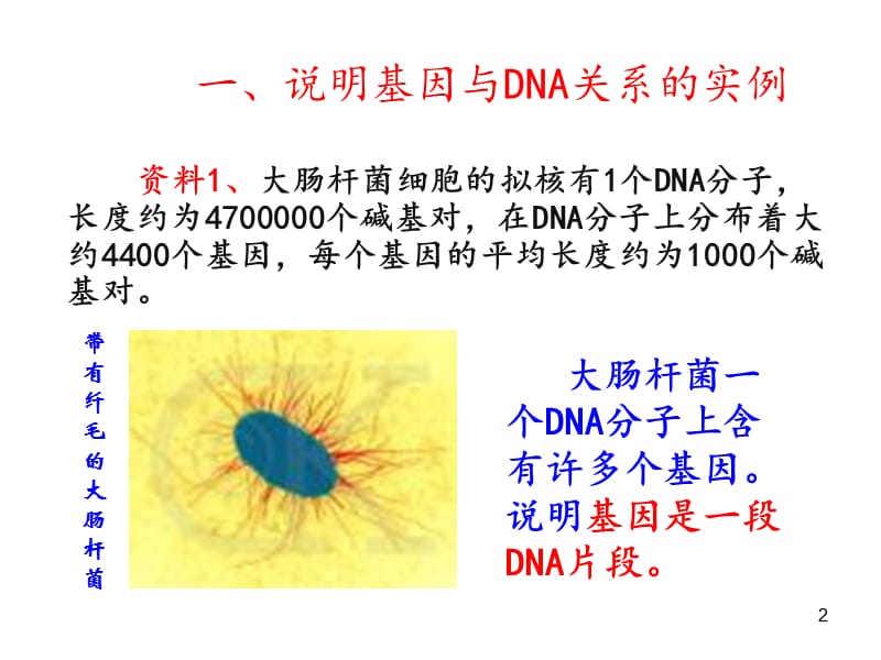 基因是有遗传效应的DNA片段ppt课件_第2页