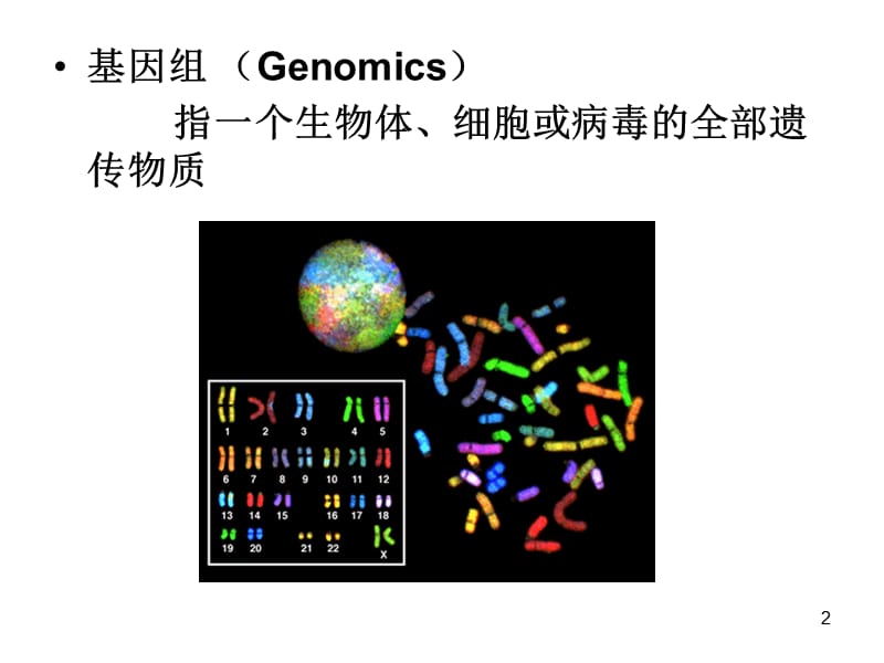 基因组学与蛋白质组学 ppt课件_第2页