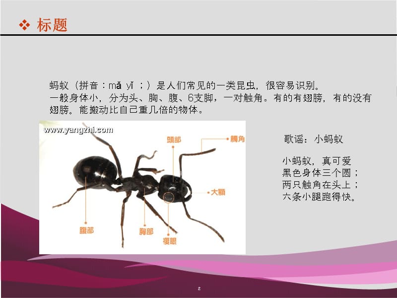 部编人教版新人教版科学二年级上：蚂蚁画_第2页