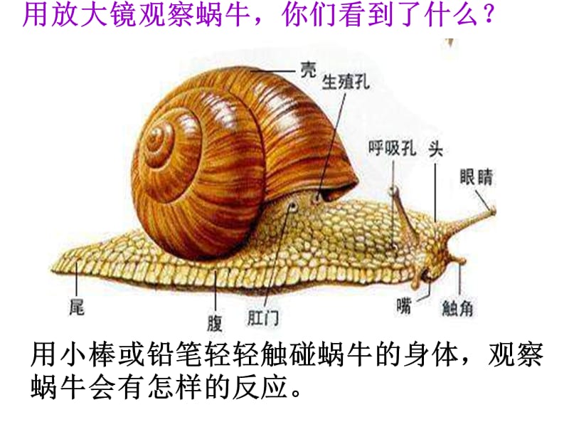 部编人教版新人教版科学二年级上：饲养蜗牛_第3页