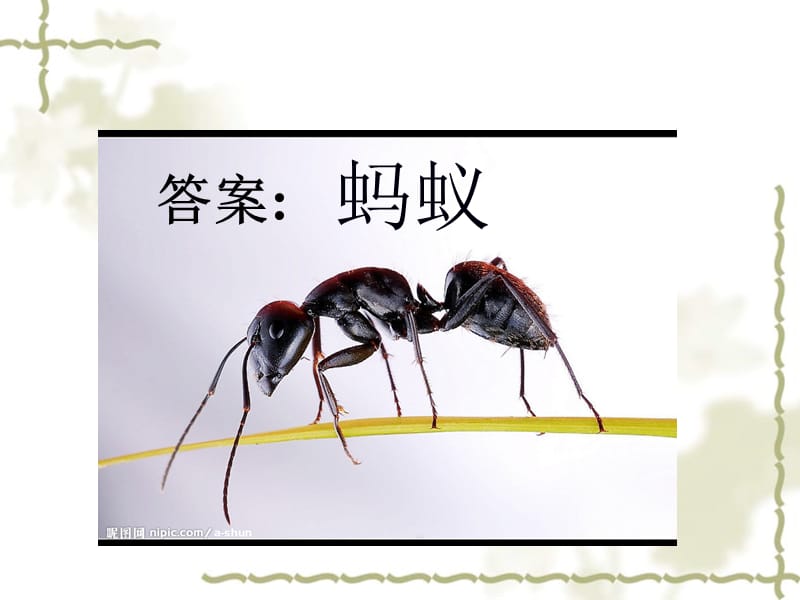 部编人教版新人教版科学二年级上：观察蚂蚁3_第2页