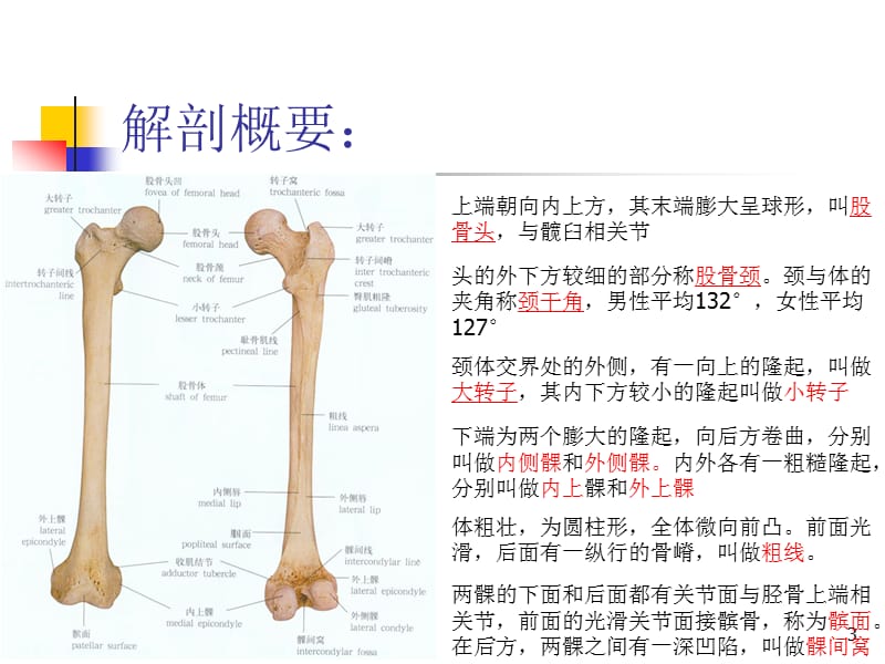 (医学课件)股骨骨折ppt演示课件_第3页