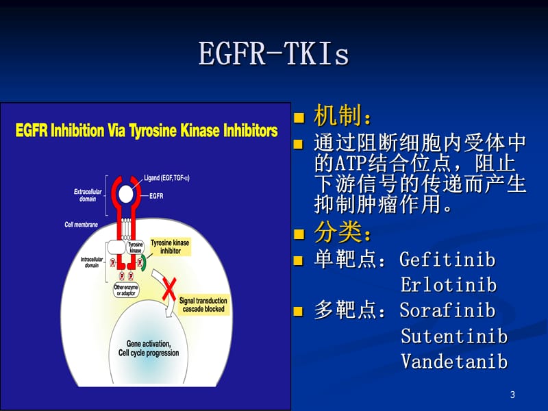 EGFR不良反应PPT课件_第3页