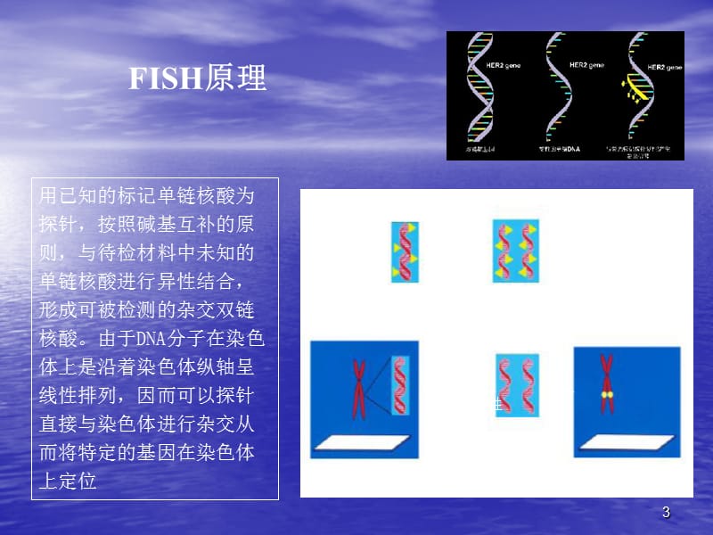 FISH技术在乳腺癌检测中的应用PPT课件_第3页