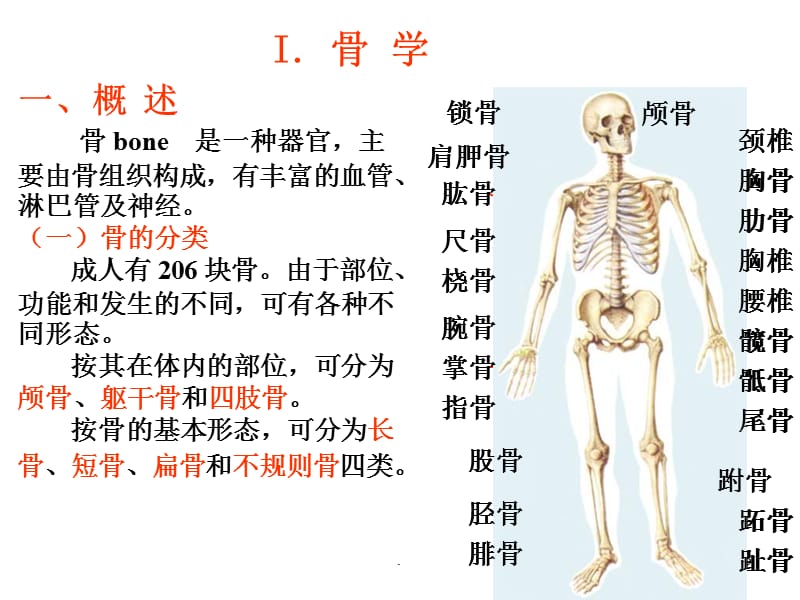 (医学课件)功能解剖学ppt演示课件_第3页