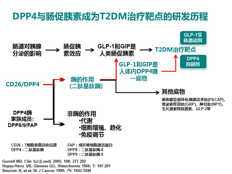 DPP酶的生理功能及药理作用PPT课件_第3页