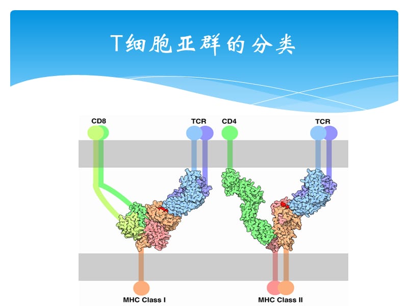 T淋巴细胞亚群及其临床意义ppt课件_第2页