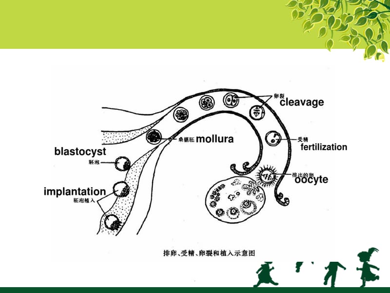 (医学课件)宫外孕ppt演示课件_第1页