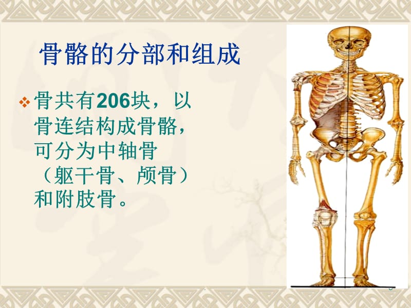 (医学课件)骨科解剖学ppt演示课件_第3页