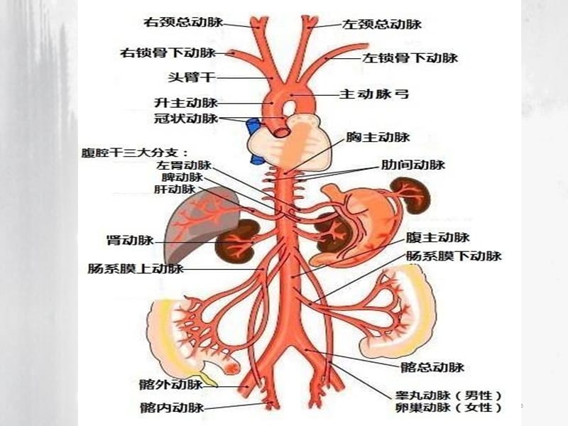 (医学文档)个案护理查房ppt演示课件_第3页