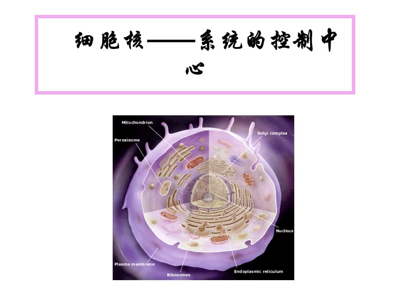 (医学课件)细胞核之系统的控制中心终PPT演示课件_第1页