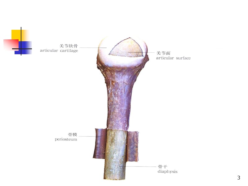 (医学课件)骨显像讲课新ppt演示课件_第3页