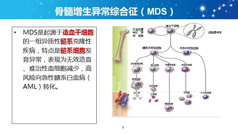 (医学课件)骨髓增生异常综合征诊断与治疗中国共识ppt演示课件_第3页