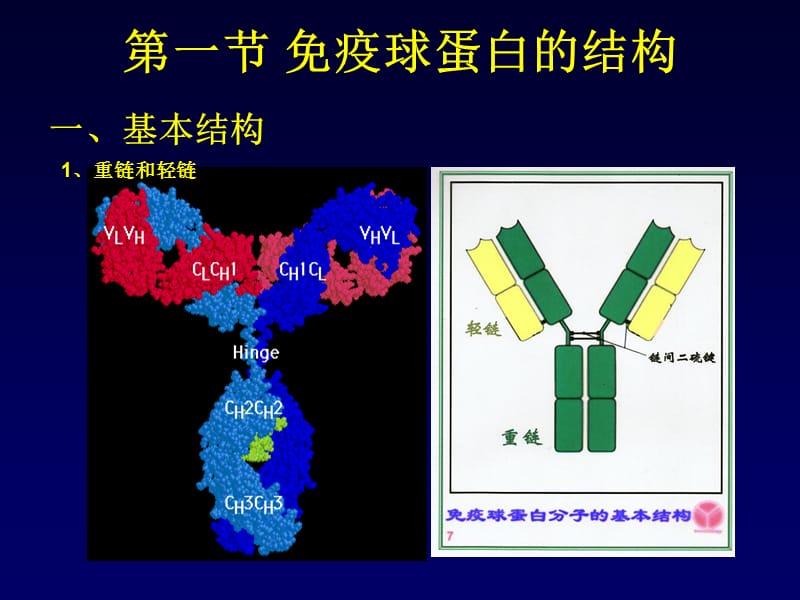 (医学课件)免疫球蛋白解读PPT演示课件_第3页