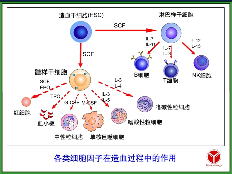 (医学课件)免疫细胞PPT演示课件_第3页