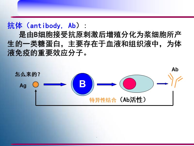 (医学课件)免疫球蛋白PPT演示课件_第2页